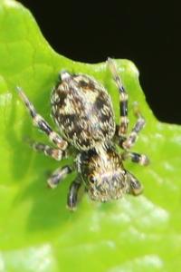 <i>Pseudeuophrys erratica</i>