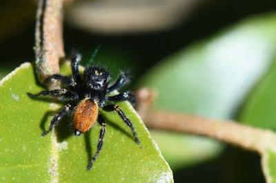 <i>Carrhotus xanthogramma</i>