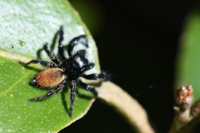 <i>Carrhotus xanthogramma</i>