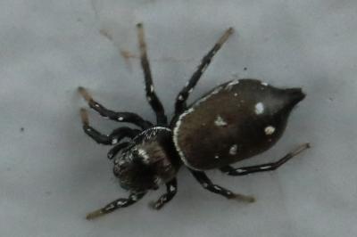 <i>Heliophanus kochii</i>