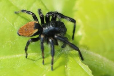 <i>Carrhotus xanthogramma</i>