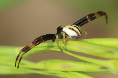 Misumène variable