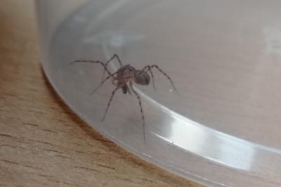 Araignée cracheuse