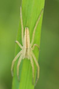 <i>Tibellus</i>
