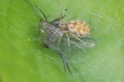 <i>Nigma flavescens</i>