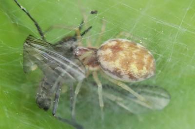 Nigma flavescens