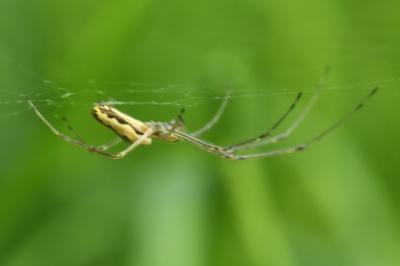 <i>Tetragnatha</i>