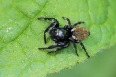 <i>Carrhotus xanthogramma</i>