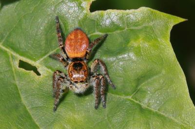 <i>Carrhotus xanthogramma</i>