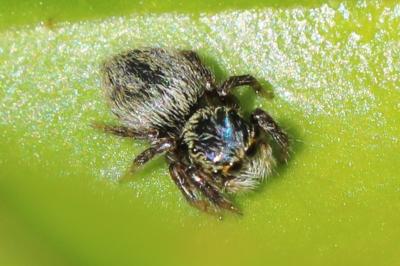 <i>Carrhotus xanthogramma</i>