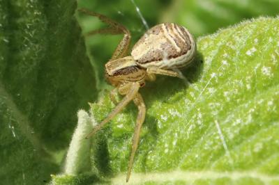 <i>Xysticus ulmi</i>