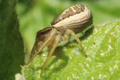 <i>Xysticus ulmi</i>