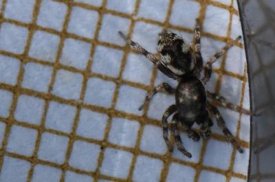 <i>Salticus zebraneus</i>