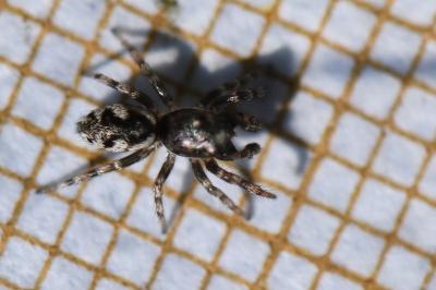 <i>Salticus zebraneus</i>