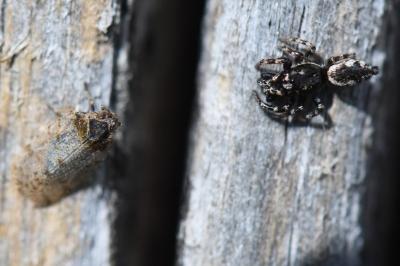 <i>Salticus zebraneus</i>