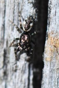 <i>Salticus zebraneus</i>