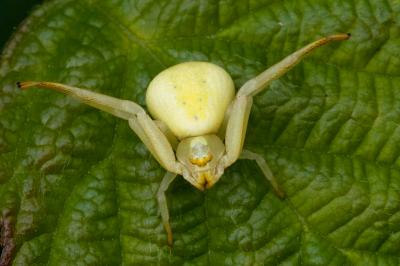 Misumène variable