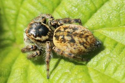 <i>Carrhotus xanthogramma</i>
