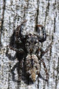 <i>Marpissa muscosa</i>