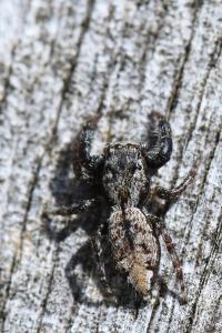 <i>Marpissa muscosa</i>