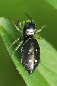 <i>Heliophanus</i>