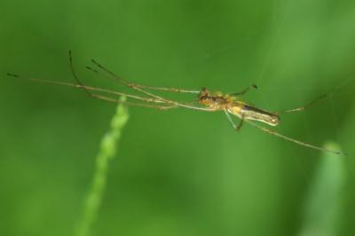<i>Tetragnatha</i>