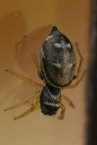 <i>Heliophanus flavipes</i>