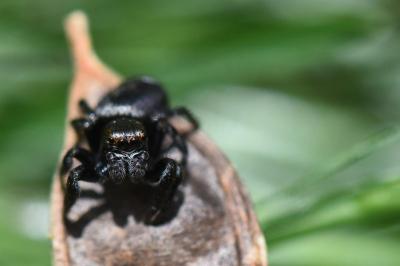 <i>Evarcha arcuata</i>