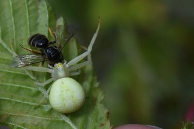 Misumène variable