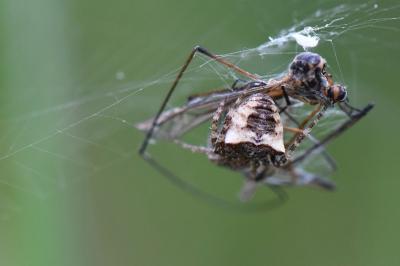 Gibbaranea bituberculata