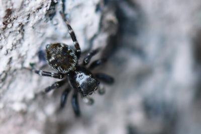 <i>Pseudeuophrys erratica</i>