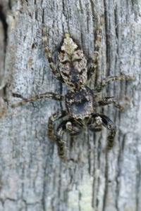 <i>Marpissa muscosa</i>
