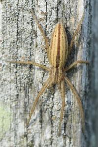 <i>Tibellus</i>