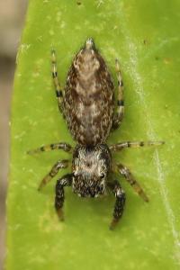 <i>Marpissa muscosa</i>