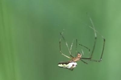 <i>Tetragnatha extensa</i>