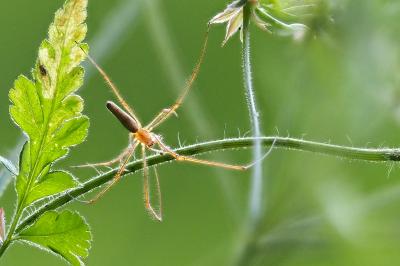 <i>Tetragnatha montana</i>