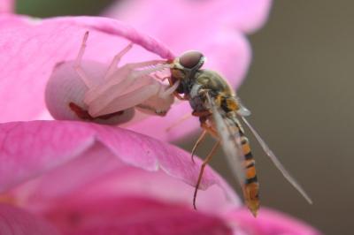 Misumène variable