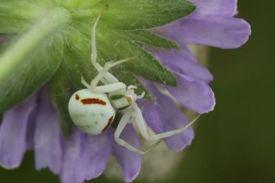 Misumena vatia