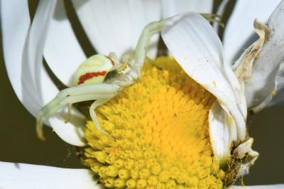 Misumène variable