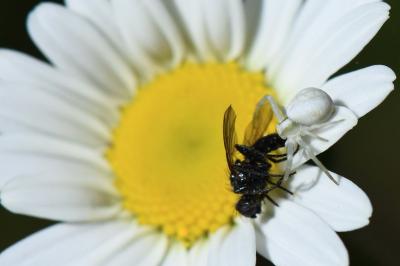 Misumène variable