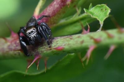 <i>Evarcha arcuata</i>