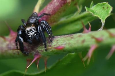 <i>Evarcha arcuata</i>