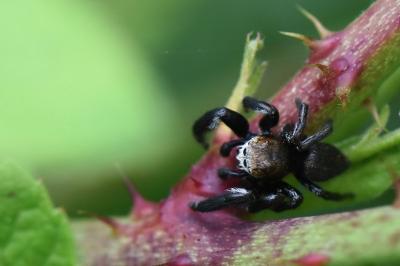 <i>Evarcha arcuata</i>