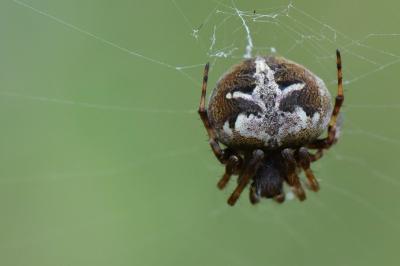 Agalenatea redii