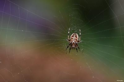 Araneus diadematus