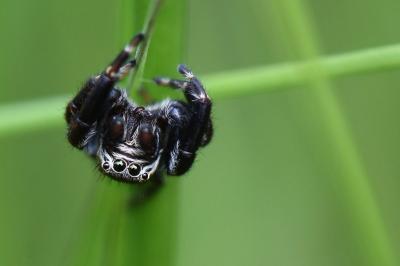<i>Evarcha arcuata</i>