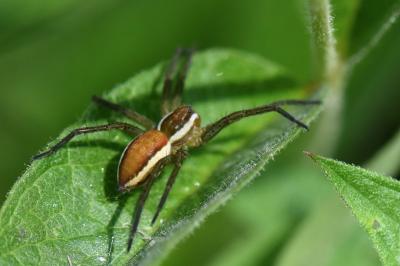 <i>Dolomedes</i>