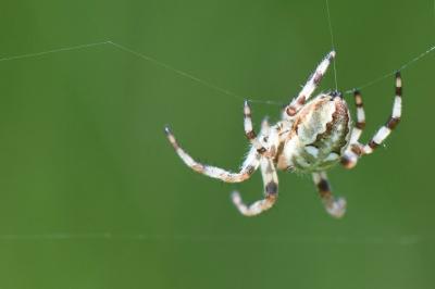 Araneus quadratus