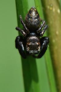 <i>Evarcha arcuata</i>