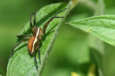 <i>Dolomedes</i>